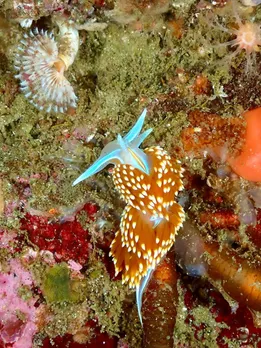 Special animals with special ability