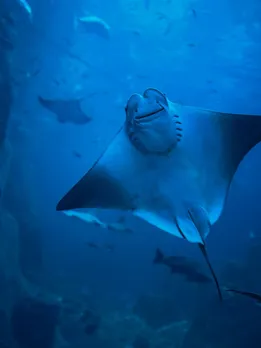 animals that fly without wings