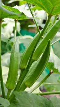 lady finger for health