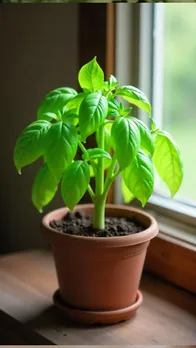  Vastu tips for tulsi