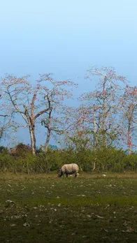 Top forest states in India
