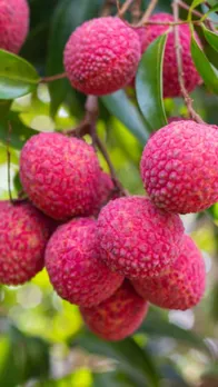 Litchi 10
