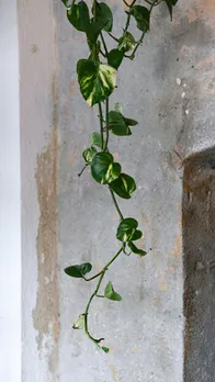 Money Plant and Vastu