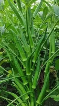 bhindi ke sath kya na khaye