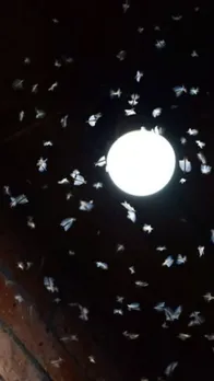 clove and camphor for mosquitoes