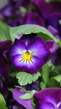 Balcony Flowers That Bloom Beautifully in the Monsoon