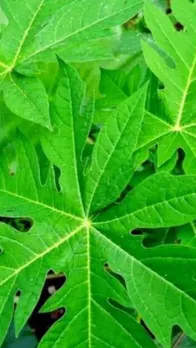Benefits of Papaya Leaf Water news