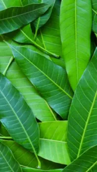 health benefits of Mango leaves news