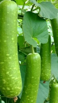 Benefits of bottle gourd juice