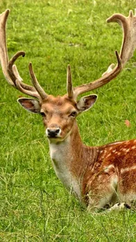 deer