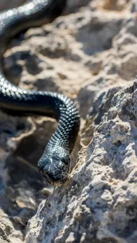 Snake Bite