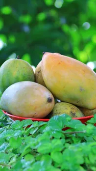Dasheri Mango Origin and Name Facts