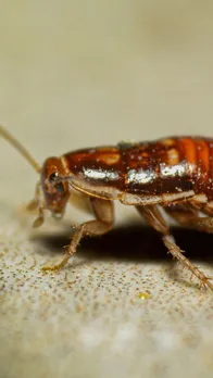 How to get rid of cockroaches