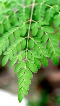 Cleansing the Kidneys (2)