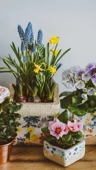 Plants You Should Never Keep at Home