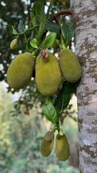 Jackfruit farming states in India