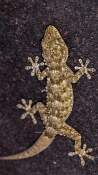 House Lizards are Poisonous or not