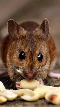 Rats Away From Home