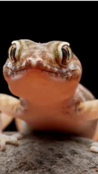 Eggshells for lizards