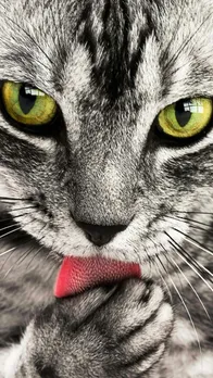 Cats intresting facts
