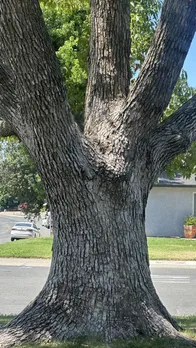 Mind Bending Illusion Challenges Viewers to Find the Hidden Woodpecker
