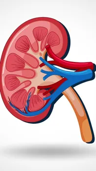 How to Clean Kidneys Naturally