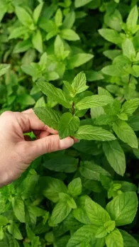 tulsi