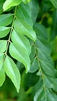 benefits of curry leaves