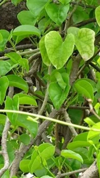 Benefits of eating Giloy