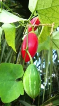 Natural Blood Sugar Control