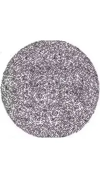 Hidden Sentence Optical Illusion Is Fooling the Internet