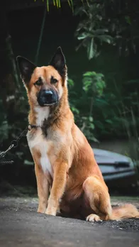 Indian street dog Breeds