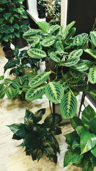 indoor plants