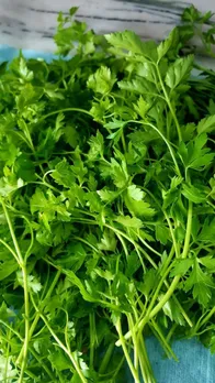 coriander storage