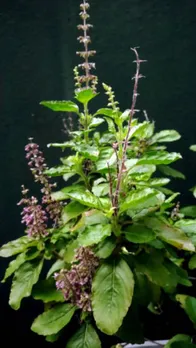 vastu tips for tulsi