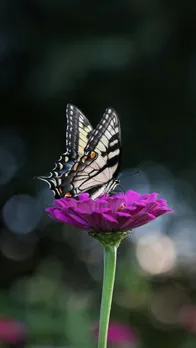 Beautiful Indian Flowers