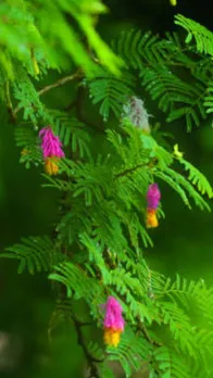 shami plant (1)
