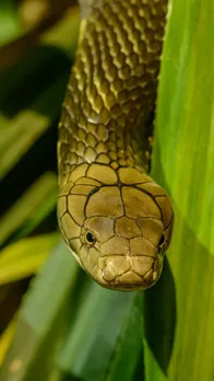 eflex Action and Active Venom Explained