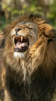 Powerful Animals That Can Challenge and Kill a Lion