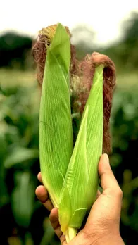 Where is maize grown in India