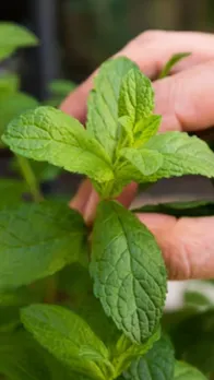 benefits of basil leaves