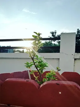 तुलसी पूजा करते समय रखें इन बातों का खास ध्यान