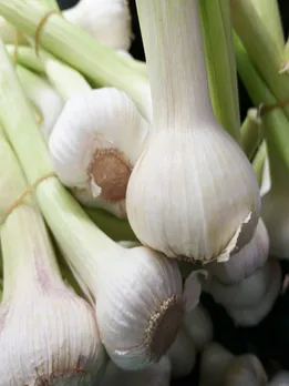 सर्दियों में हरे लहसुन खाने के गजब के फायदे