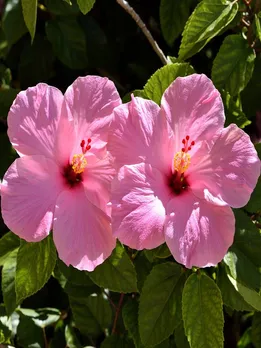 इन फूल की चाय से हाई बीपी को करे कंट्रोल