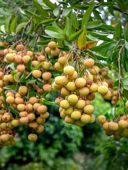 गर्मियों में लीची खाने के ये हैं जबरदस्त फायदे