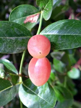 कब्ज से लेकर लूज मोशन तक की समस्या का सामाधान है करौंदा