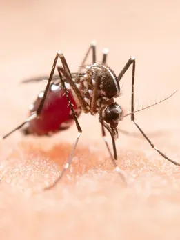 चिकनगुनिया होने पर खाएं ये सुपरफूड्स
