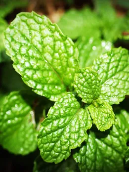 रोजाना सुबह खाली पेट पुदीने की पत्तियां चबाने से मिल सकते हैं ये फायदे