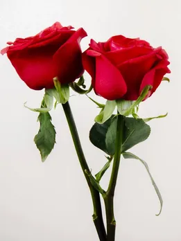 Valentine's Day: जानिए क्यों वैलेंटाइन डे पर दिया जाता है लाल गुलाब