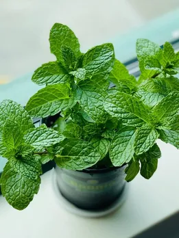 गर्मियों में पुदीना के 5 बड़े फायदे